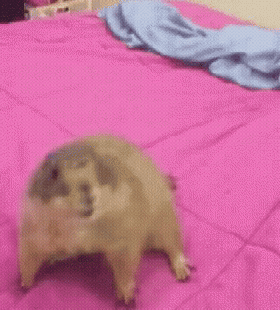 Hamster Standing On Hind Legs On Pink Blanket GIF