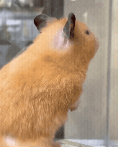 Hamster Standing On Hind Legs GIF