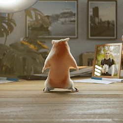 Hamster Study Table Shows Dance Moves Jumps Front GIF