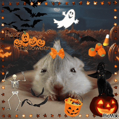 Hamster Surrounded By Pumpkins And Ghost Saying Happy Halloween GIF