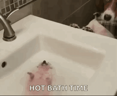 Hamster Taking Bath In Sink GIF