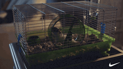 Hamster Wheel Cardio Nike Ad GIF