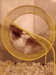 Hamster Wheel Cute Frustration GIF