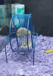 Hamster Wheel Funny Spin Fail GIF