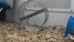 Hamster Wheel Funny Under Spin GIF