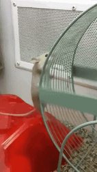 Hamster Wheel Running Cabin Fever GIF