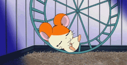 Hamster Wheel Sleeping Hamtaro GIF