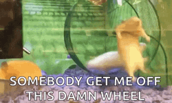 Hamster Wheel Somebody Get Me Off GIF