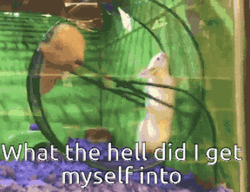 Hamster Wheel What The Hell GIF