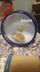 Hamster Zooming On Wheel