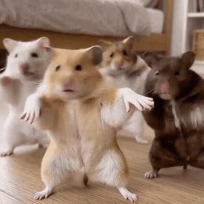 Hamsters Standing On Hind Legs GIF