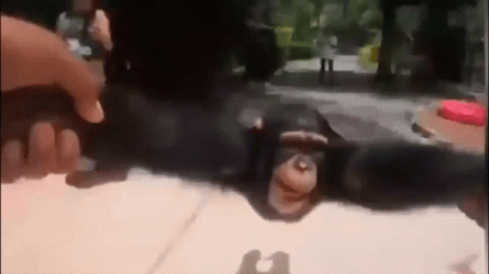 Hand Holding Monkey Spinning GIF