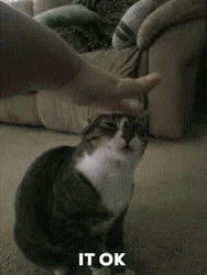 Hand Petting Cat Head Its Ok GIF