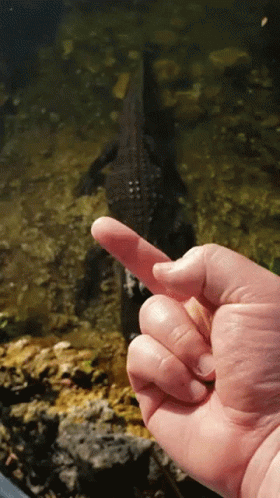 Hand Pointing At Crocodile In Water GIF