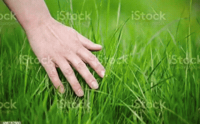 Hand Reaching Into Grass GIF