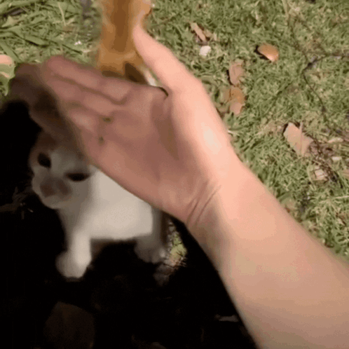 Hand Reaching Out Towards Cat GIF