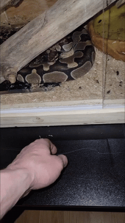 Hand Reaching Toward Snake In Glass Enclosure GIF