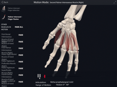 Hand Skeleton Saying Motion Mode Second Palmar Interosseus Muscles GIF