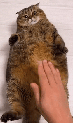 Hand Touching Cats Tummy GIF