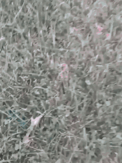 Hand Touching Lush Green Grass GIF