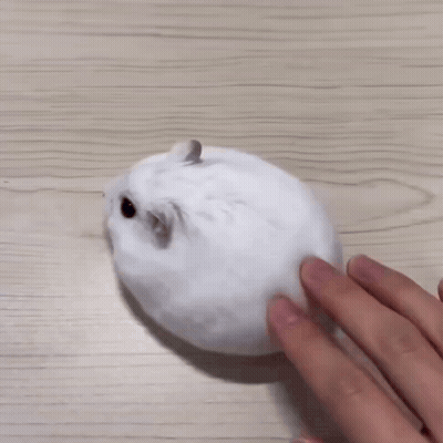 Hand Touching White Hamster GIF