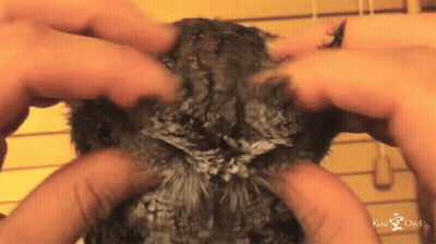 Hands Touching Bird Head Kuu Owl GIF