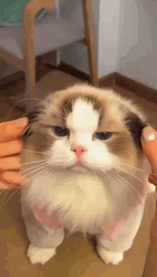 Hands Touching Cat Ears GIF