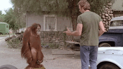 Hands Up Bang Orangutan Funny GIF