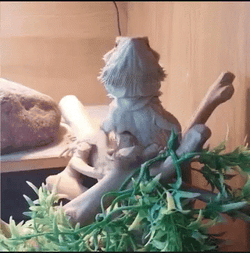 Hands Up Bearded Dragon GIF