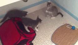 Hands Up Cat Play Fight Funny GIF