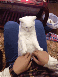 Hands Up Kitty Funny GIF
