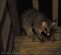 Hands Up Possum Caught GIF