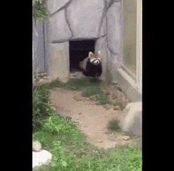 Hands Up Rock To Red Panda  GIF