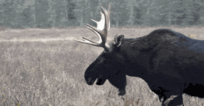 Handskas Med Det Älg GIF
