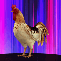 Handsome Rooster Rainbow Background GIF