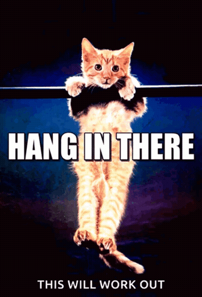 Hang In There Cat Hanging From Bar GIF