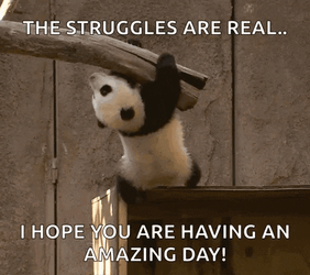 Hang In There Cuteness Overload GIF