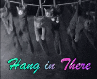Hang In There Multiple Kittens In Socks GIF
