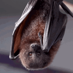 Hanging Bat Upside Down GIF