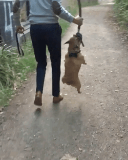 Hanging Bulldog Tree Branch GIF