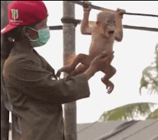 Hanging Curious George Baby Monkey GIF