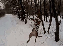 Hanging Dog In Snow Loop GIF