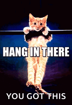 Hanginthere Kitten GIF
