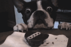 Hangry Cute Pup Reaching For Food GIF