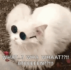 Happy 16Th Birthday Cool Cat Funny Meme GIF