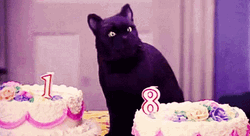 Happy 18th Birthday Cat
