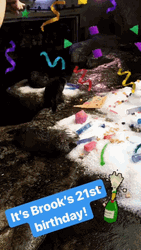 Happy 21St Birthday Squirrel Party GIF