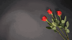 Happy 25Th Anniversary Red Roses GIF