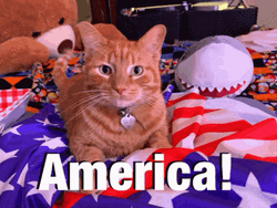 Happy 4Th Adorable Ginger Cat America GIF