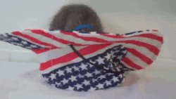 Happy 4Th Cat Flipped Over American Hat GIF